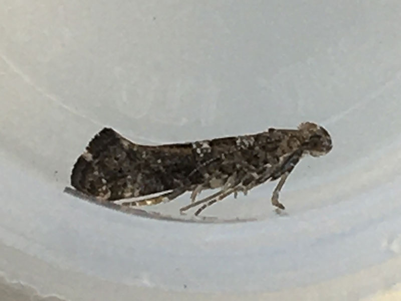 Digitivalva pulicariae 