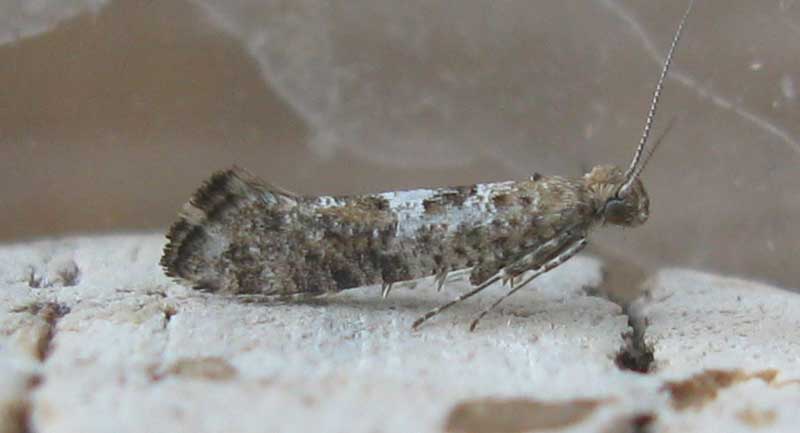 Digitivalva pulicariae 