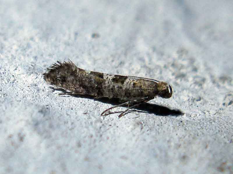 Digitivalva pulicariae 
