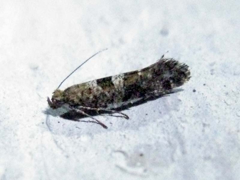 Digitivalva pulicariae 