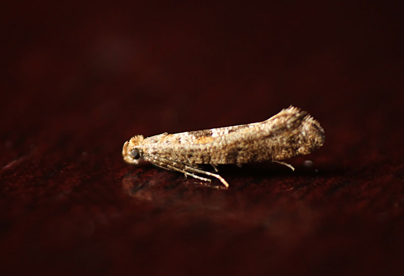 Digitivalva pulicariae 