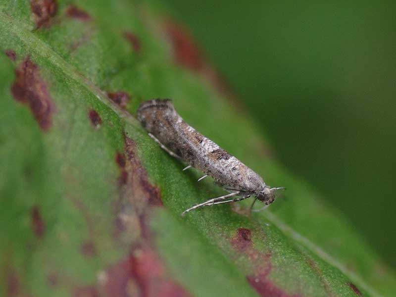 Digitivalva pulicariae 
