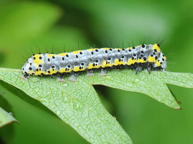 Diloba caeruleocephala 