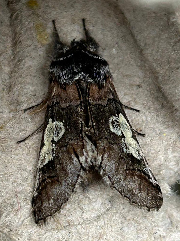 Diloba caeruleocephala 