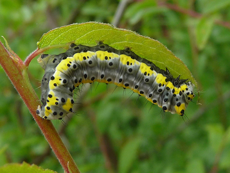 Diloba caeruleocephala 