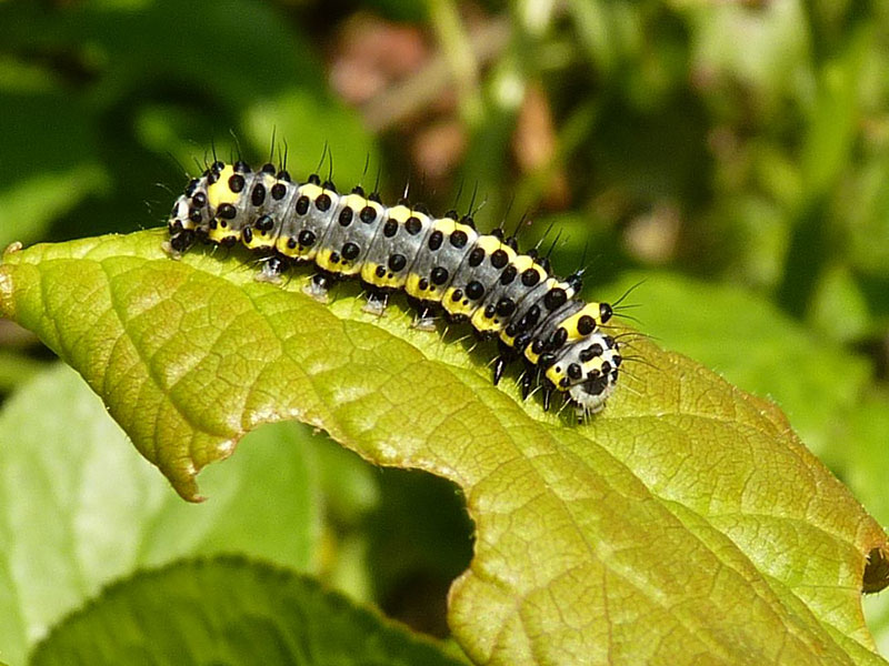 Diloba caeruleocephala 