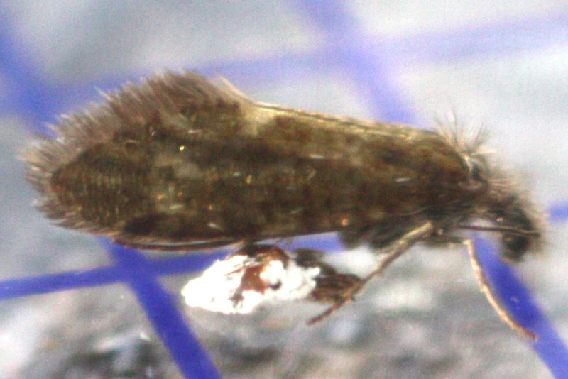 Dyseriocrania subpurpurella 