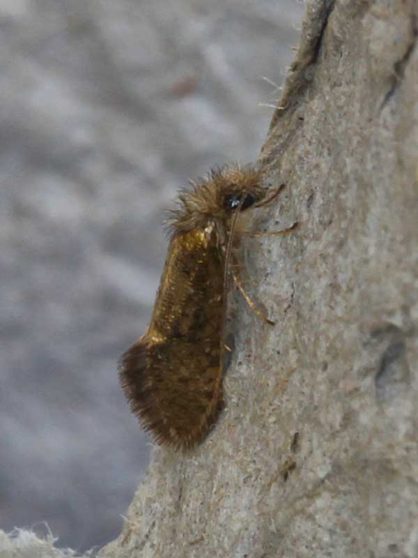Dyseriocrania subpurpurella 