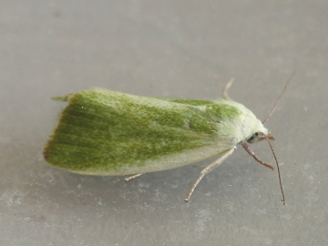 Earias clorana 