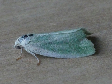 Earias clorana 