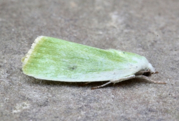Earias clorana 