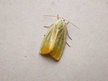 Earias clorana 