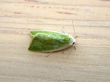 Earias clorana 