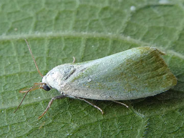 Earias clorana 