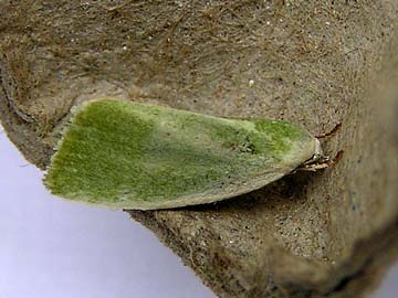 Earias clorana 