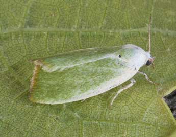 Earias clorana 