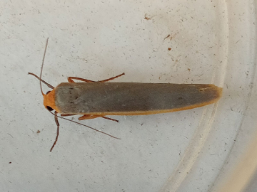 Eilema complana 