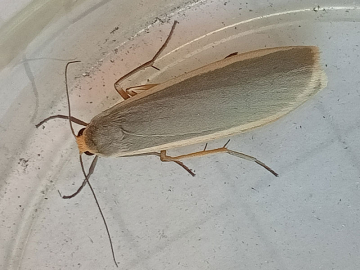 Eilema lurideola 