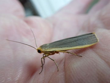 Eilema lurideola 