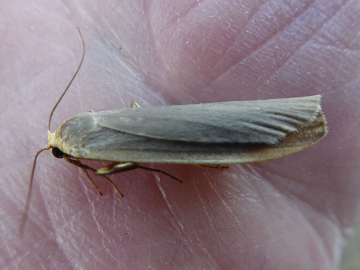 Eilema lurideola 