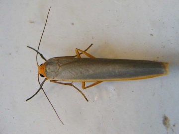 Eilema complana 