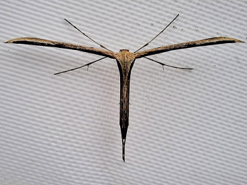 Emmelina monodactyla 