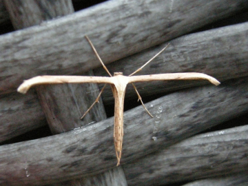 Emmelina monodactyla 