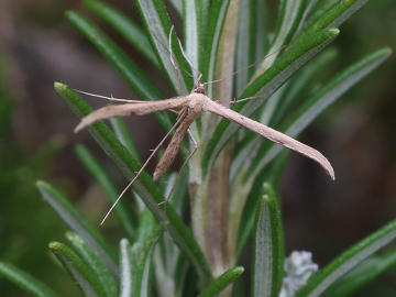 Emmelina monodactyla 