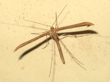 Emmelina monodactyla 