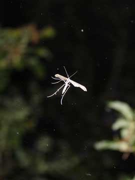 Emmelina monodactyla 
