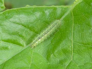 Emmelina monodactyla 