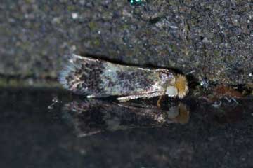 Enteucha acetosae 