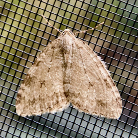 Epirrita dilutata 