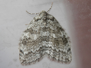 Epirrita dilutata 