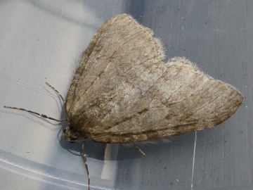 Epirrita dilutata 