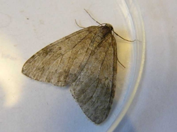 Epirrita dilutata 