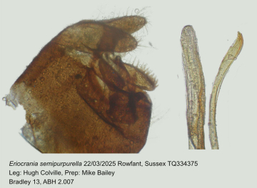 Eriocrania semipurpurella 