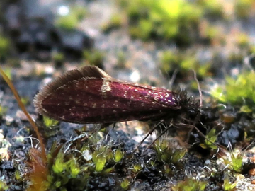 Eriocrania semipurpurella 