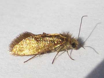 Dyseriocrania subpurpurella 
