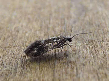 Dyseriocrania subpurpurella 
