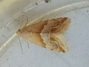 Eublemma parva 