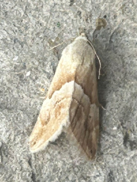 Eublemma parva 