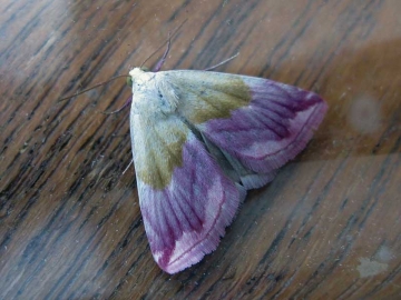Eublemma purpurina 