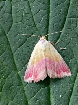 Eublemma purpurina 