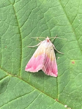 Eublemma purpurina 