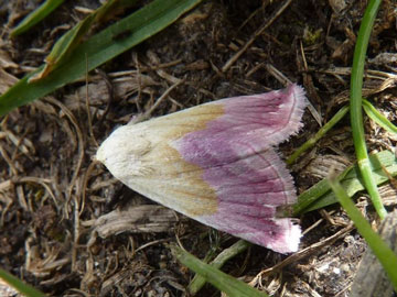 Eublemma purpurina 