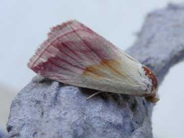 Eublemma purpurina 