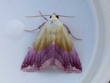 Eublemma purpurina 