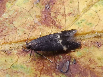 Oxypteryx atrella 