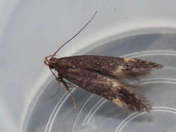 Oxypteryx atrella 